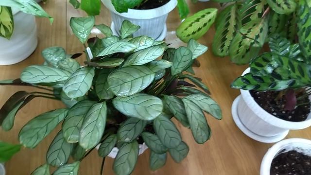 Обзор комнатных растений семейства марантовые .Уход . смотреть онлайн