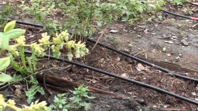 Голубика. смотреть онлайн