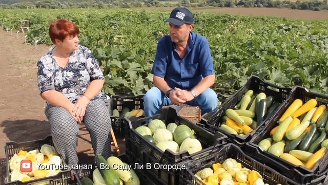 КАБАЧКИ: СУПЕР ИДЕИ ДЛЯ ПРИГОТОВЛЕНИЯ И ЛУЧШИЕ СОРТА ДЛЯ НИХ. смотреть онлайн