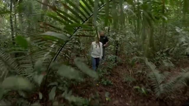 Масло копайбы День 2 Поиск эфирного масла копайбы смотреть онлайн