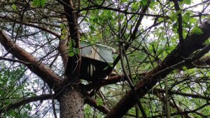 Роеловство. Подводные камни. И такое бывает! Ловля бродячих роев в лесу. #Роеловство