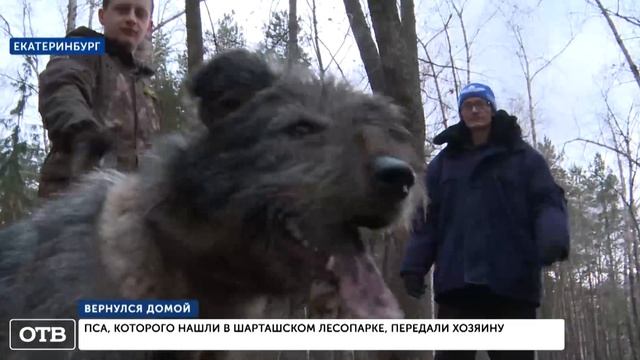 Пёс, которого нашли на цепи в Шарташском лесопарке, вернулся к хозяину смотреть онлайн