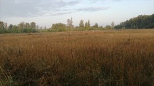 Охота на косулю с манком 2020 2 день утро, лай козла