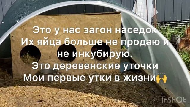 Утка даёт интервью! Собираем яйца тяжелых индоуток. Руанки растут как на дрожжах. смотреть онлайн