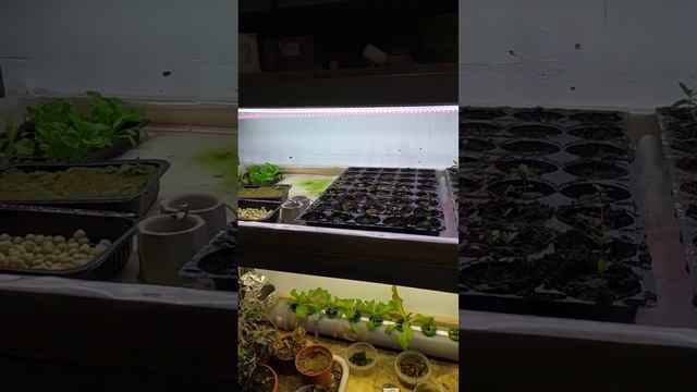 Домовенок Ремонтович