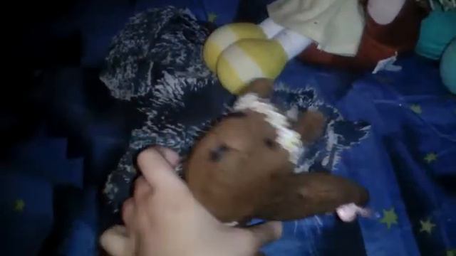 Нарисованные игрушки!👧👧🐹 смотреть онлайн