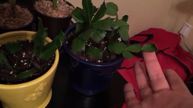 Barrel Cactus, Prickly Pear Cactus, Saguaro Cactus, Christmas Cactus & Cryptanthus "Pink Star" смотреть онлайн