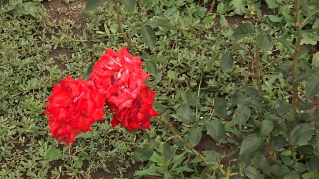 Rosa ´Lidka´