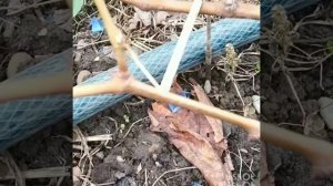 Виноград Гурман Радужный, 2й год.