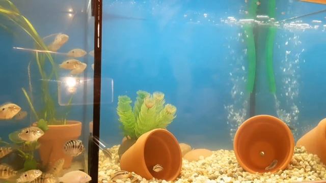 Пельвикахромис Пульхер(Pеlvicachromis Pulcher).Цихлида-попугайчик или радужная цихлида. смотреть онлайн