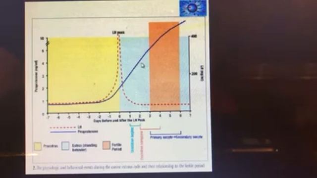DIY, Maximize Puppy Litter Size With Progesterone Test смотреть онлайн
