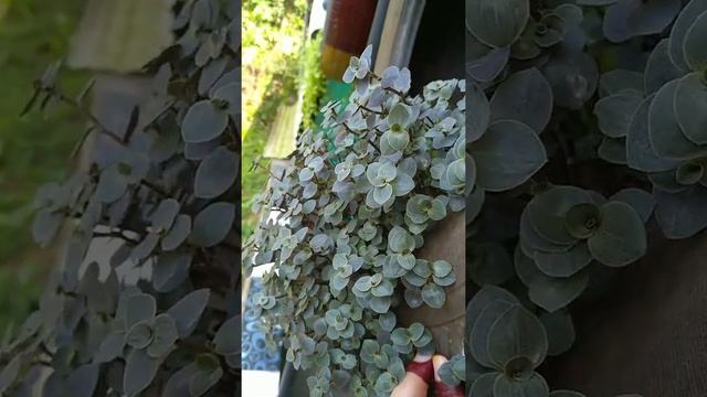 Callisia Repens(Turtle Vine)/ടയറിൽ ഭംഗിയായി വളരുന്ന Inch Plant/Fast Growing Hanging Plants смотреть онлайн