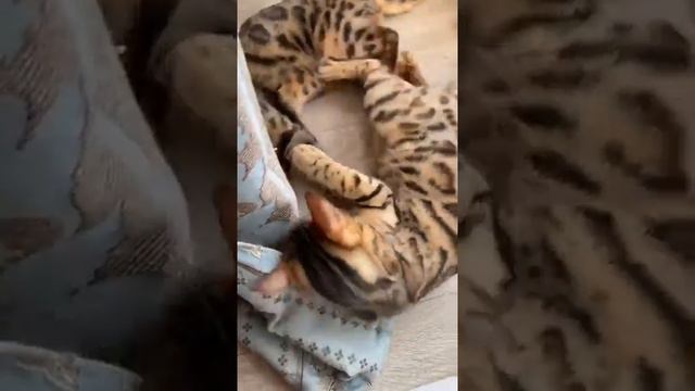 Лучшие сторис Виктория Романец (@_viktoriya_14) подборка 🔥 от Undelete News за 07.03.2020 смотреть онлайн