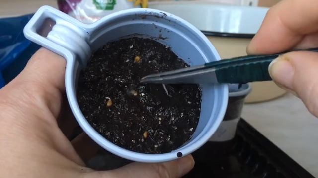 Посадка в землю проросшие семян экспериментальных томатов? смотреть онлайн