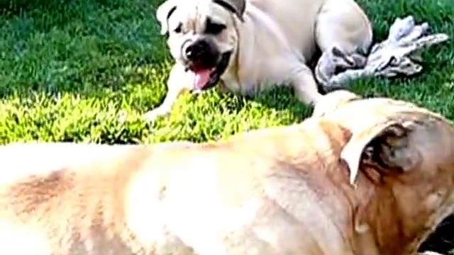 КА ДЕ БО. Ca de Bou Kennel "Ganadores de Dios" смотреть онлайн