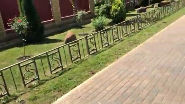 В мордовском селе Даньшино всегда весело и шумно смотреть онлайн