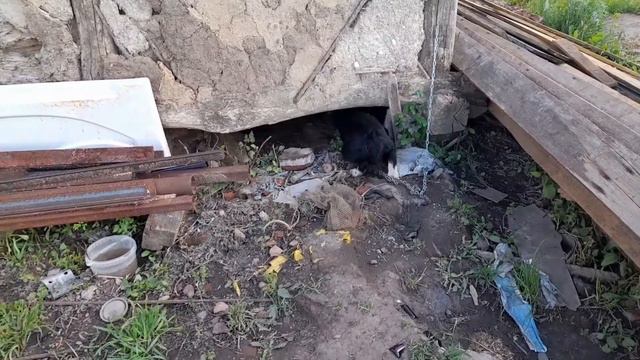 Брошеный старый пёс смотреть онлайн
