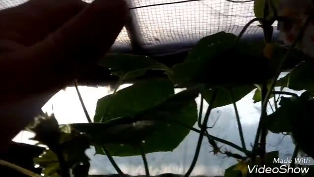 ОБЗОР ОГОРОДА/ЧАСТЬ 3/ЧТО В ТЕПЛИЦЕ/НЕМНОГО О ФОРМИРОВКЕ ОГУРЦОВ И ПЕРЦЕВ/ смотреть онлайн