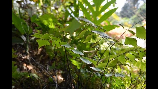 Шри Ланка (8) Королевский ботанический сад. Sri Lanka Royal Botanic Gardens смотреть онлайн