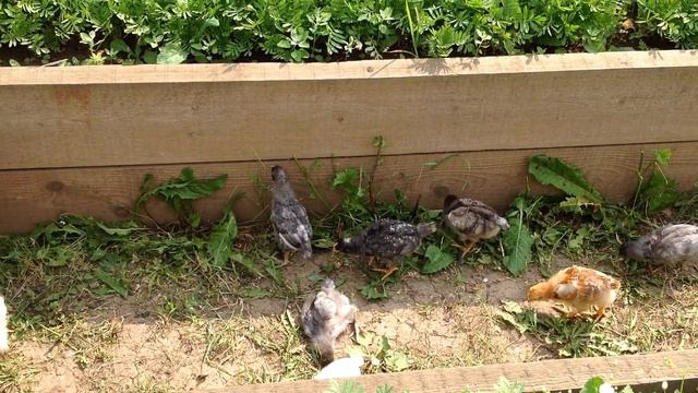 Цыплят много не бывает ?? / Видеопрогулка с цыплятами / Небольшой прогресс с теплицей смотреть онлайн