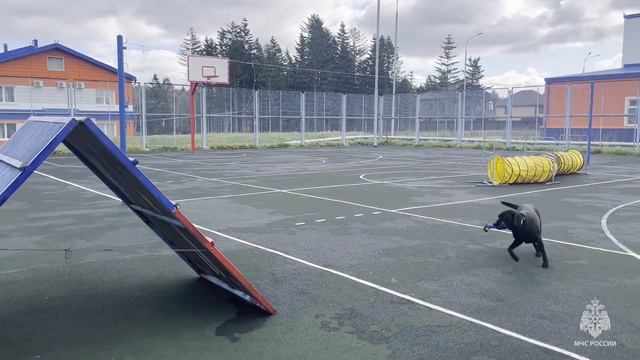 В Сахалинской области завершились испытания кинологических расчетов поисковой кинологической службы