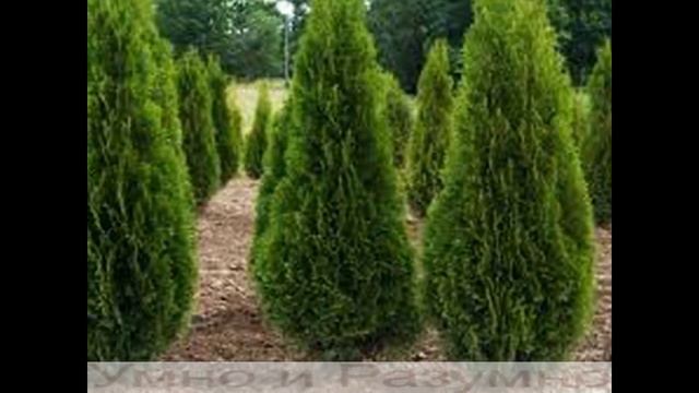 Эти деревья не сажайте возле вашего дома смотреть онлайн