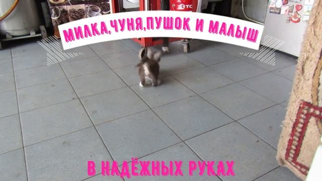 НЕ ВЫКИДЫВАЙТЕ КОТЯТ! СТЕРИЛИЗУЙТЕ КОШЕК! ПУША, ПУШЕЧКА, ПУШОК НАШЕЛ СВОЙ ДОМ И ДОБРОЕ СЕРДЦЕ!