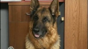 Возвращение Мухтара 2. выезд на природу