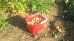 Картофель  Коломбо  одно разочарование.