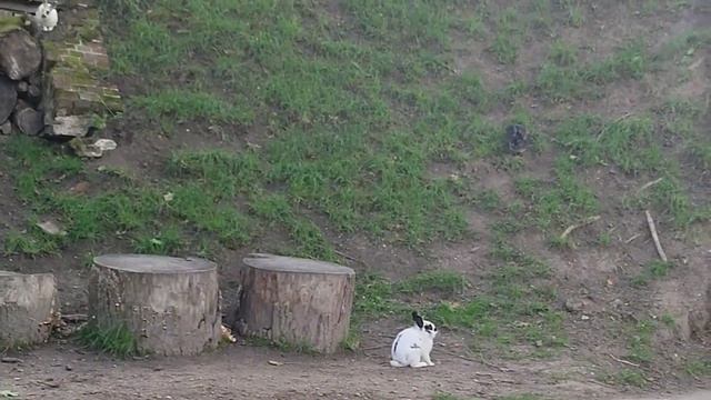 Путешествие в Калининград ?