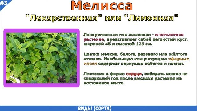 Уход и выращивание растений в домашних условиях