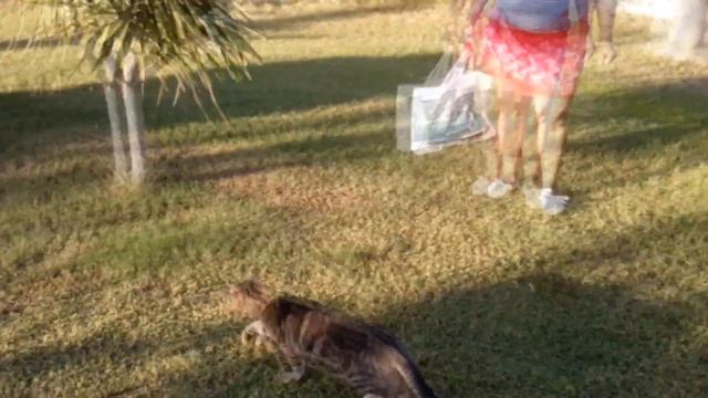 ДОМИКИ ДЛЯ КОШЕК  Турция СИДЕ