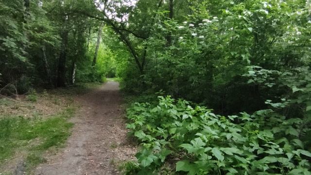 Утренняя прогулка по лесу * Птицы поют утром, лай собак на рассвете * Звуки природы * Пение птиц. смотреть онлайн