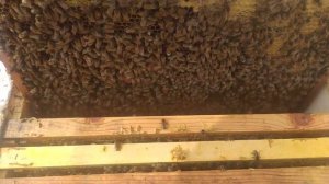 Пчеловодство в шестирамочниках.