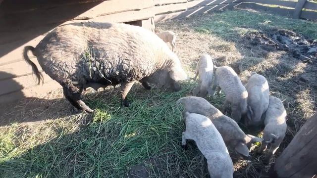 ПОРОСЯТАМ 5 НЕДЕЛЬ. ЧЕМ КОРМИТЬ ЛЕТОМ. ВЕНГЕРСКАЯ МАНГАЛИЦА. смотреть онлайн