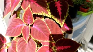 Колеус, уход в домашних условиях