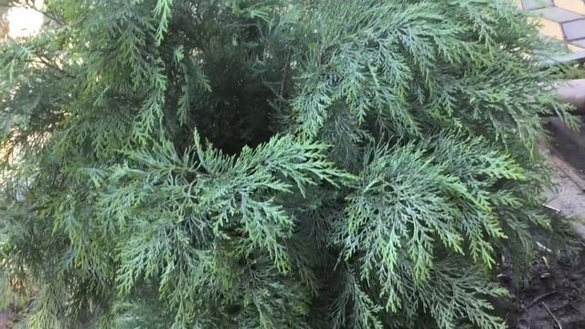 КИПАРИСОВИК ПОСАДКА ОСОБЕННОСТИ УХОДА ОТ А до Я смотреть онлайн