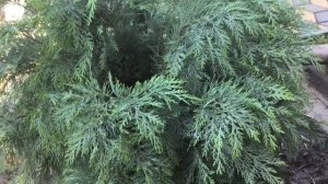 КИПАРИСОВИК ПОСАДКА ОСОБЕННОСТИ УХОДА ОТ А до Я