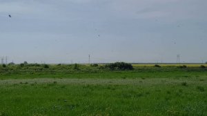 Переезд с опыления на рапс