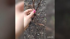 СРОЧНО,на жимолости появились бугорки?Это щитовка!Обработка жимолости весной.