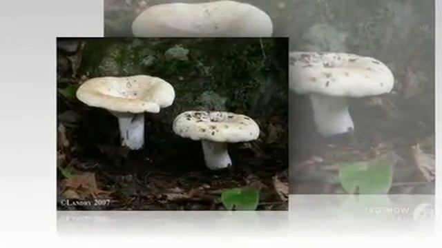 Lactarius vellereus - fungi kingdom смотреть онлайн
