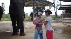 Дети и слоны