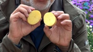 Картофель Джелли