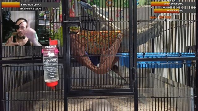 (Росс) Вопрос - ответ! ? Старики и сложные крысы. Что надо и желательно... ? + Камера на крысят. смотреть онлайн