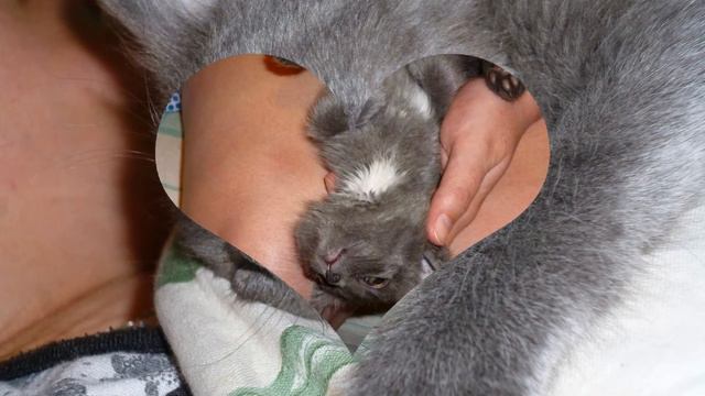 ПРОМО ЛЯСЯ смотреть онлайн