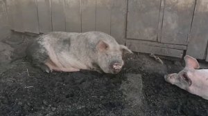 Родительское стадо свиней! Свиньи на воле, купаются в луже. Кабанчик спит?!