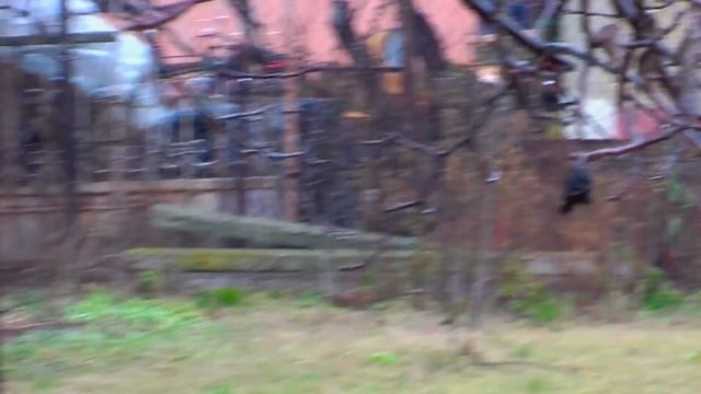 Panasonic HDC-SD9 Camera Test смотреть онлайн