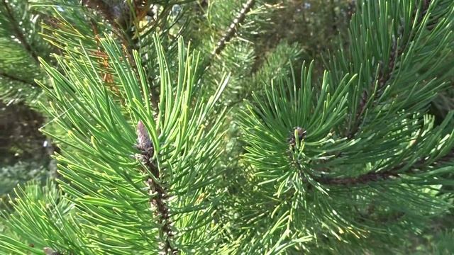 Pinus uncinata subsp. uliginosa (G. E. Neumann) Businský čes. borovice pyrenejská blatka смотреть онлайн