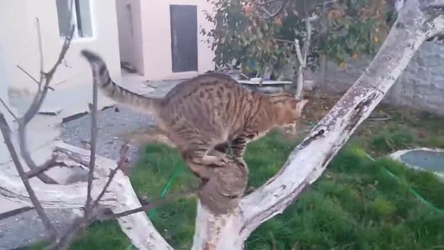 Кот МАРСианин. коты прилетели ) смотреть онлайн