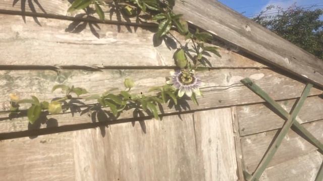 Growing Passionfruit UK. Passiflora Caerulea